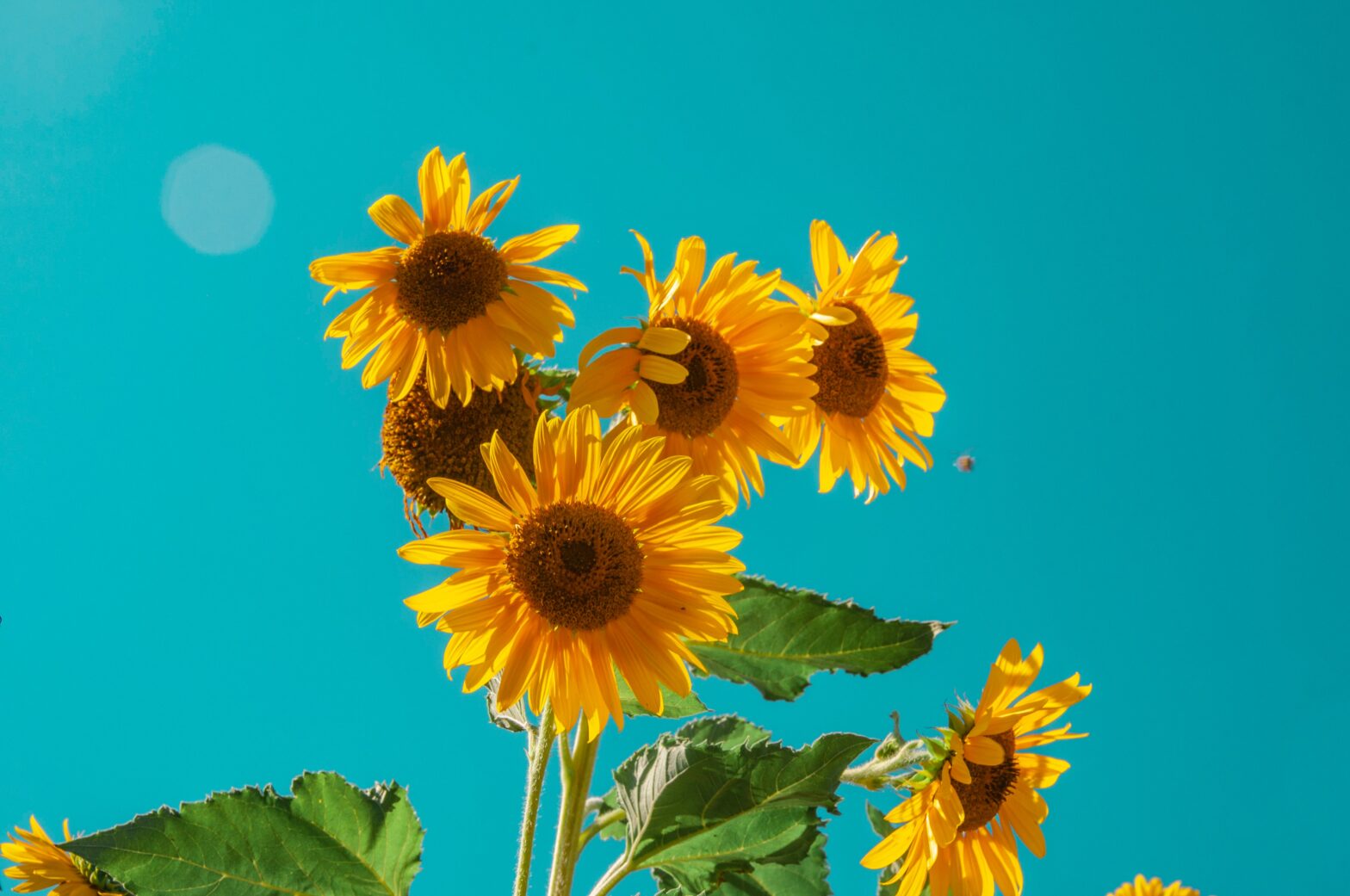 Volunteer for Sunflower Day